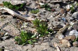 Image of common whitlowgrass