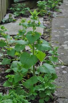 Image de Scrophularia vernalis L.