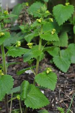 Image de Scrophularia vernalis L.