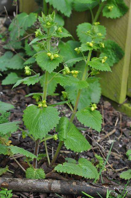 Image de Scrophularia vernalis L.