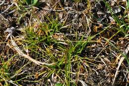 Image of Carex ornithopoda Willd.