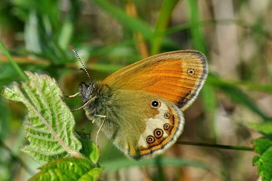 Coenonympha resmi