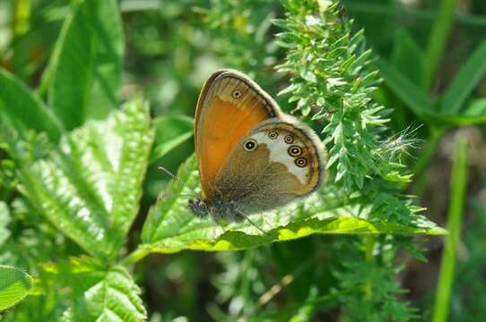 Image of Ringlets