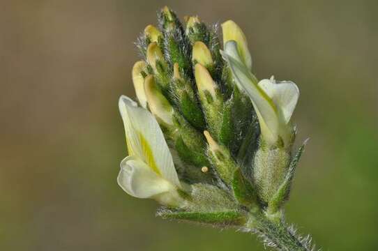 Слика од Oxytropis