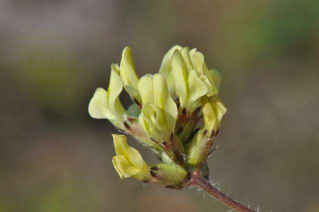 Слика од Oxytropis