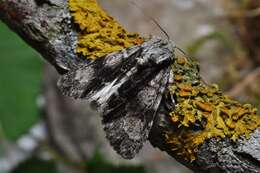 Image of Dagger Moths