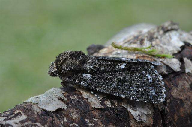 Image of Dagger Moths