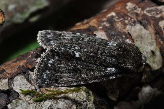 Image of Dagger Moths