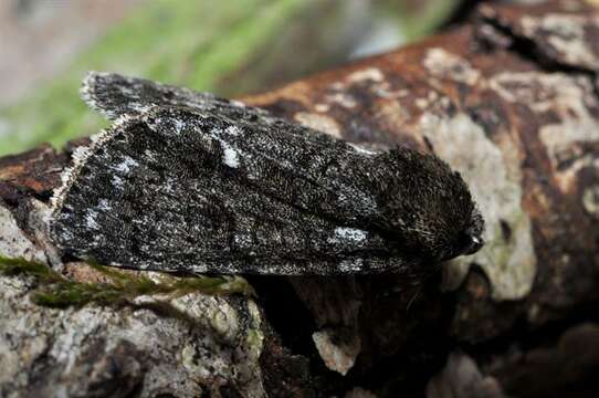 Image of Dagger Moths