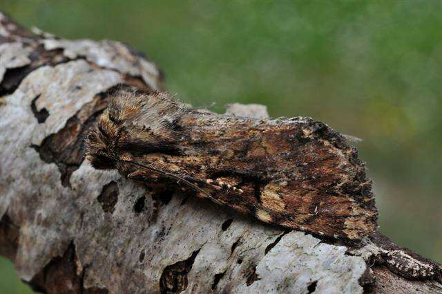 Apamea epomidion Haworth 1809 resmi