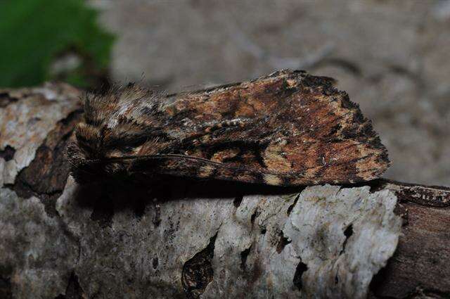 Apamea epomidion Haworth 1809 resmi