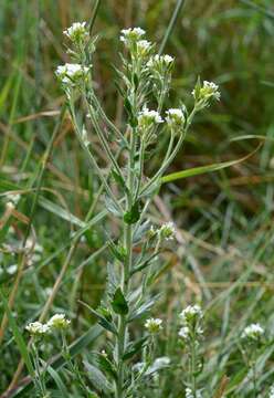 Image of draba