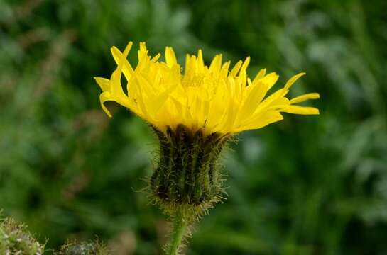 Image of sowthistle