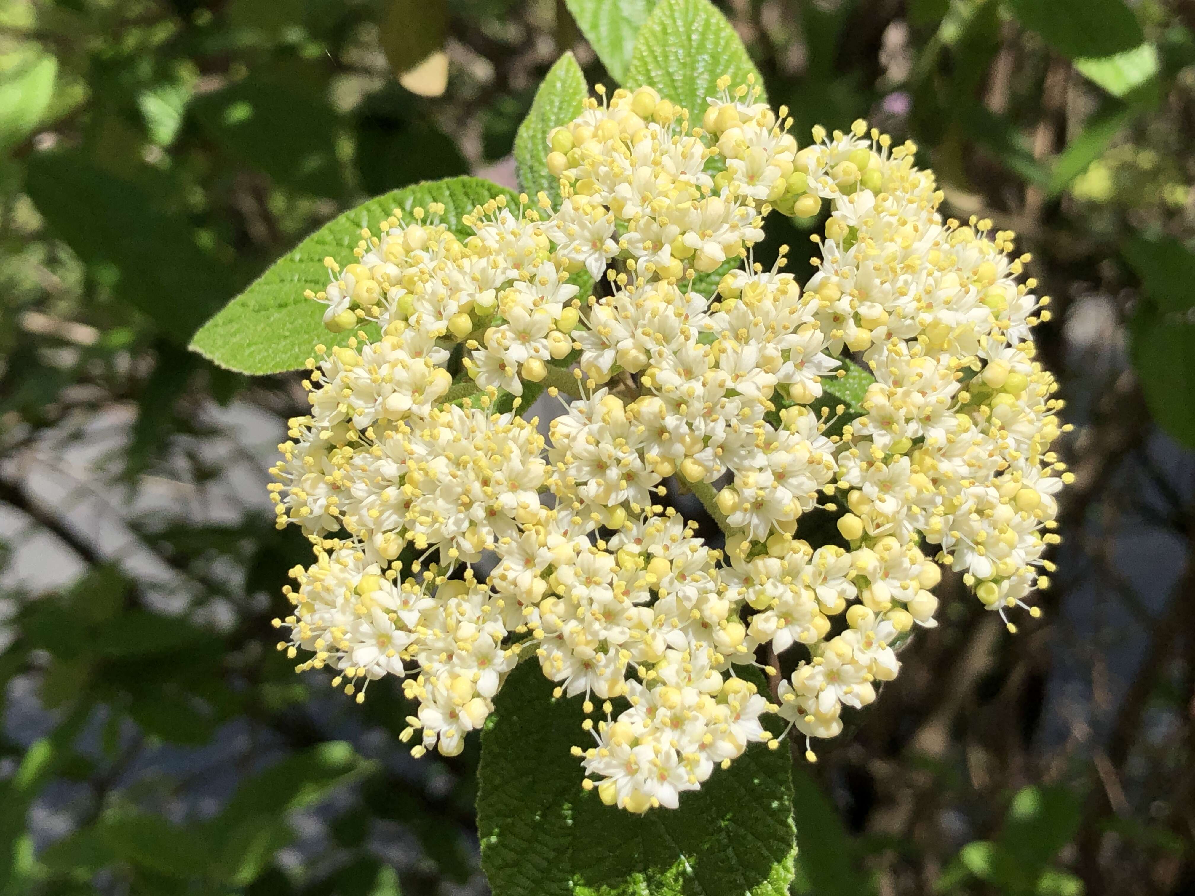 Plancia ëd Viburnum rhytidophyllum Hemsl. ex Forb. & Hemsl.