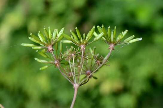 Image of chervil