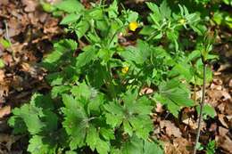 Image de Ranunculus lanuginosus L.