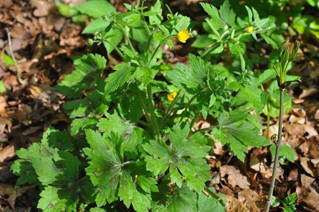 Image de Ranunculus lanuginosus L.