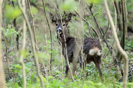 Image of Roe Deer