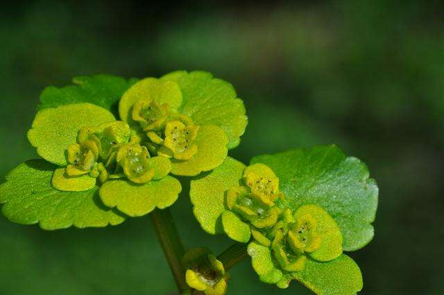 Image of golden saxifrage