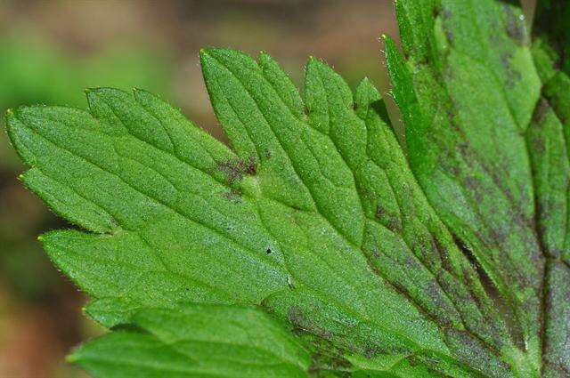 Image de Ranunculus lanuginosus L.