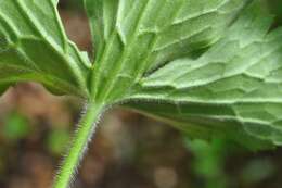 Image de Ranunculus lanuginosus L.