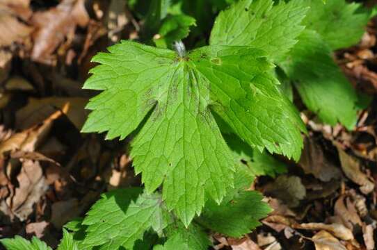 Image de Ranunculus lanuginosus L.