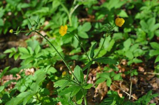 Image de Ranunculus lanuginosus L.