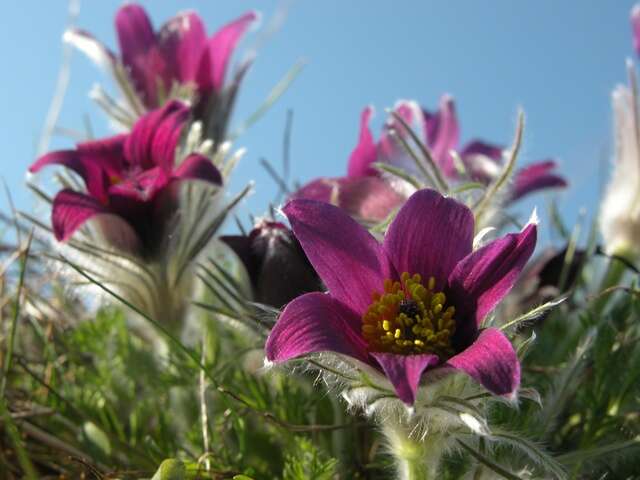 Image of pasqueflower