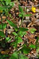 Image de Ranunculus lanuginosus L.