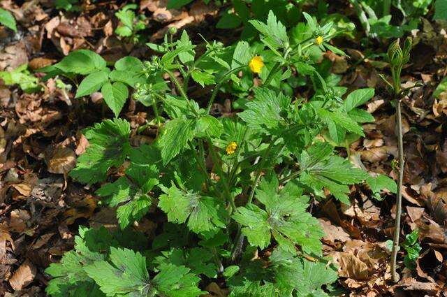 Image de Ranunculus lanuginosus L.