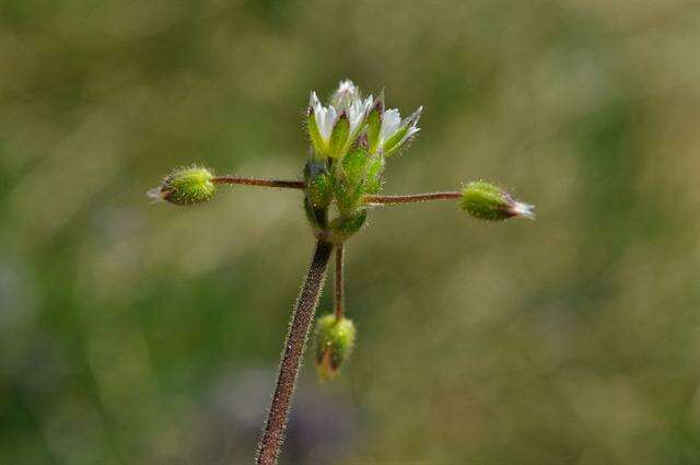 Image of fivestamen chickweed