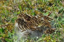 Image of Tent caterpillar