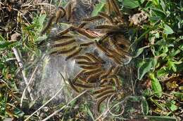 Image of Tent caterpillar