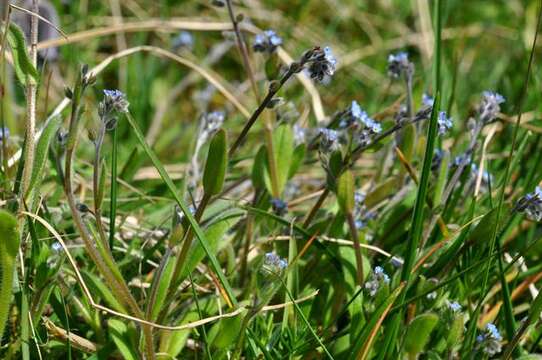 Image of forget-me-not