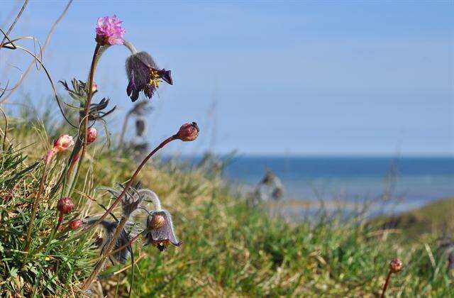 Image of pasqueflower