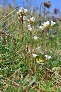 Plancia ëd Saxifraga