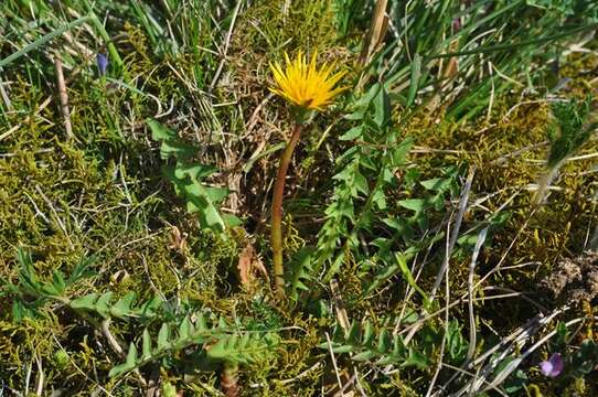 Imagem de Taraxacum obliquum (Fr.) Dahlst.