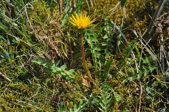 Imagem de Taraxacum obliquum (Fr.) Dahlst.