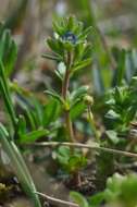 Image of spring speedwell