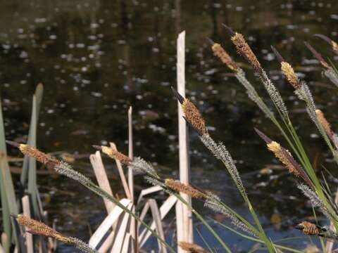 Image of tufted sedge