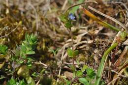 Image of spring speedwell