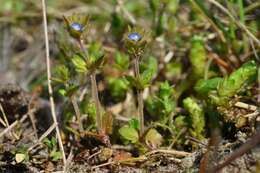 Image of spring speedwell