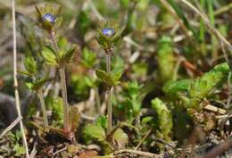 Image of spring speedwell