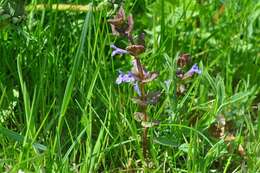 Image of Ground Ivies