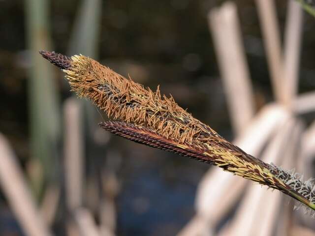 Image of tufted sedge