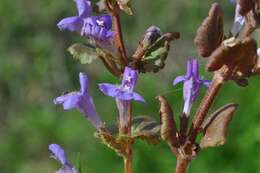 Image of Ground Ivies