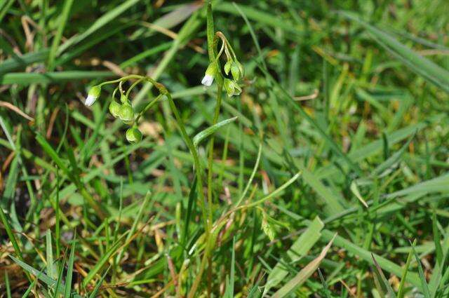 Image of narrowleaf minerslettuce