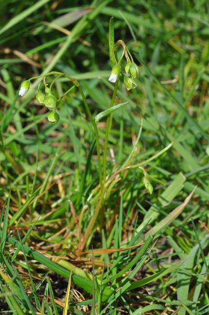 Image of narrowleaf minerslettuce