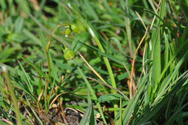 Image of narrowleaf minerslettuce