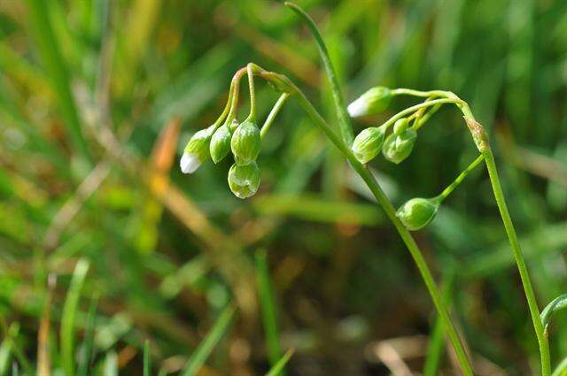 Image of narrowleaf minerslettuce